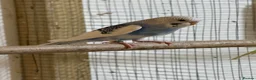 Budgerigars birds for sale: Baby budgies  - Advert 4