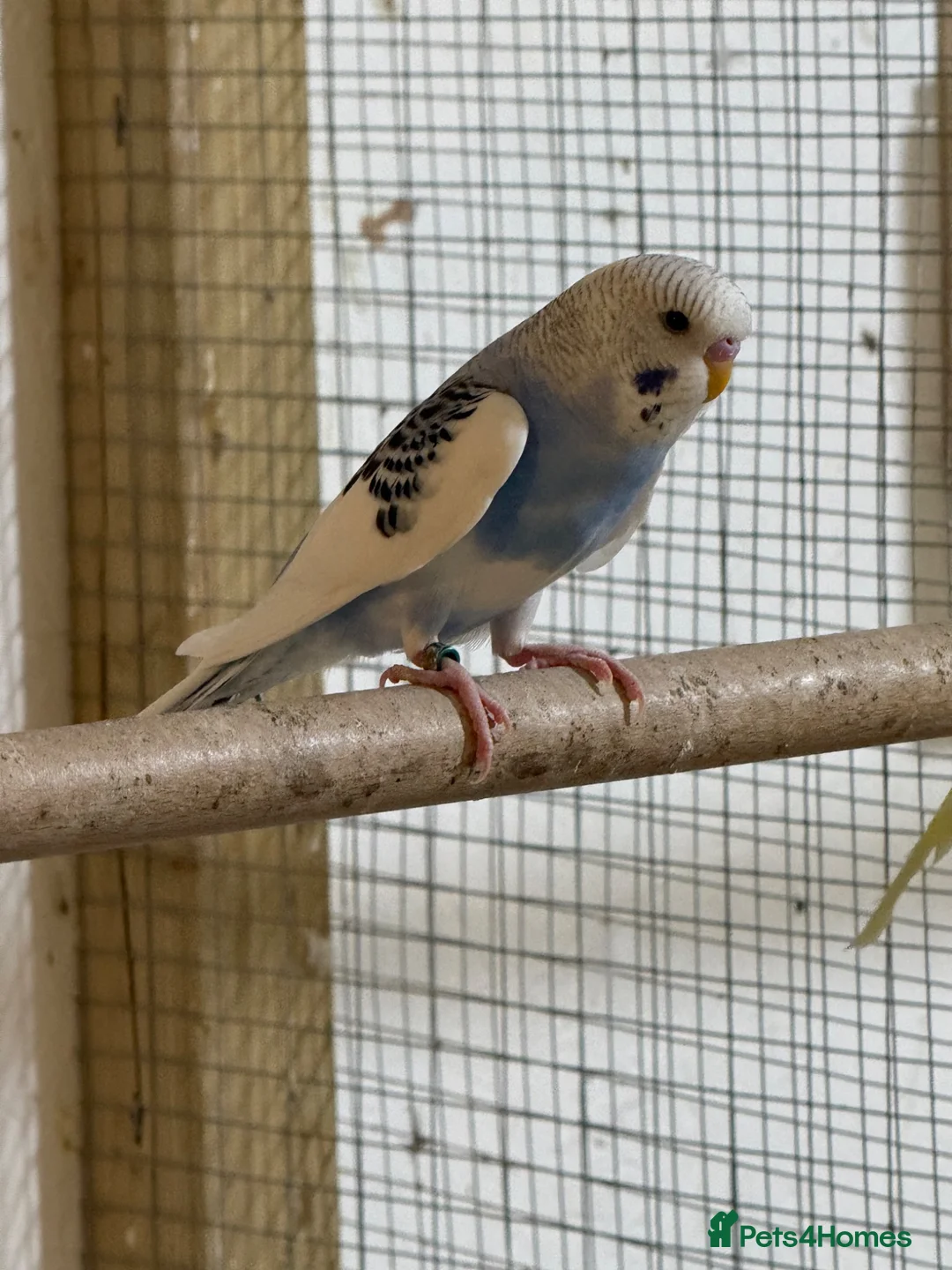 Budgerigars birds for sale: Baby budgies  - Advert 4