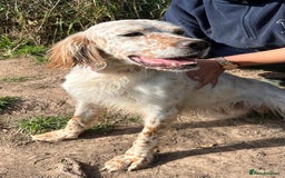 English Setter dogs for adoption: Lar   - Image 3