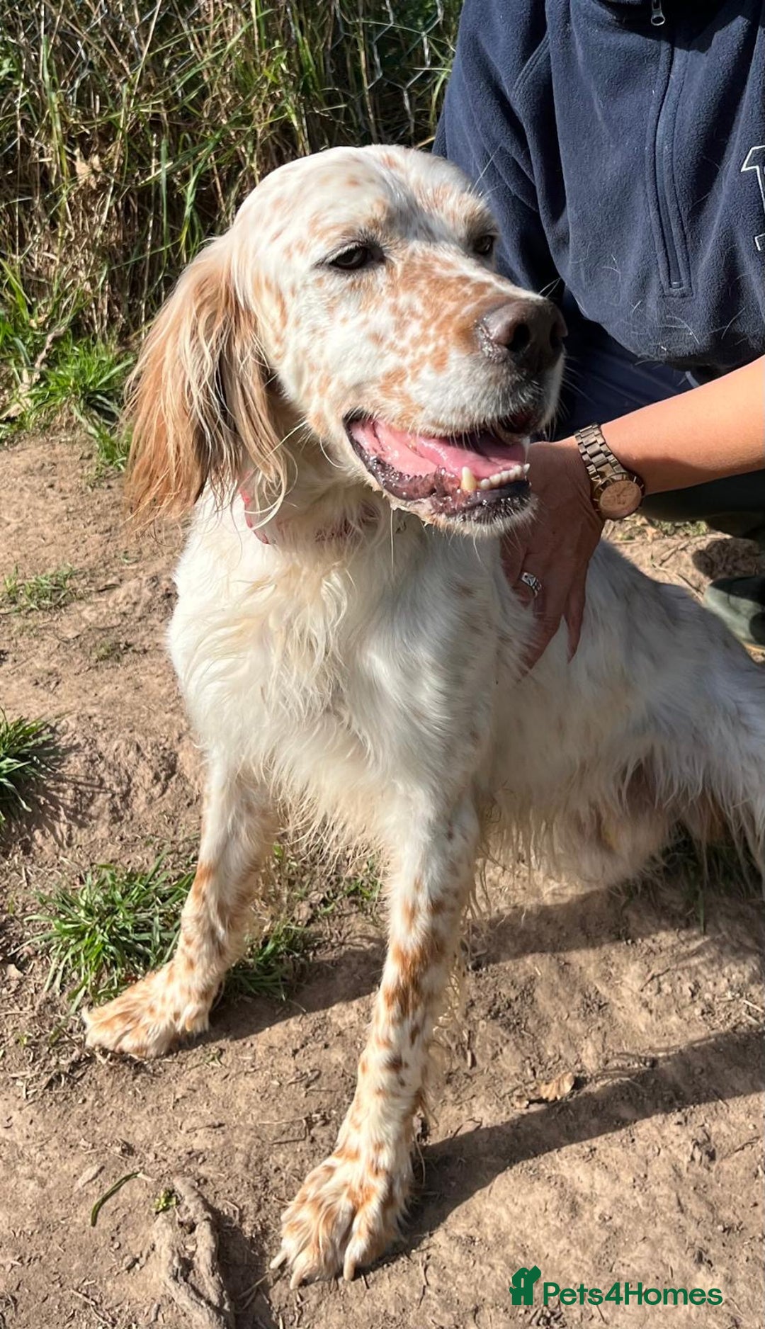 English Setter dogs for adoption: Lar   - Image 3