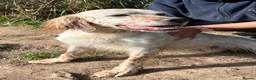 English Setter dogs for adoption: Lar   - Advert 3