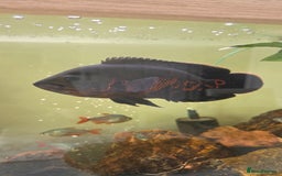 Cichlids fish for sale: Oscars/cichlids - Image 3
