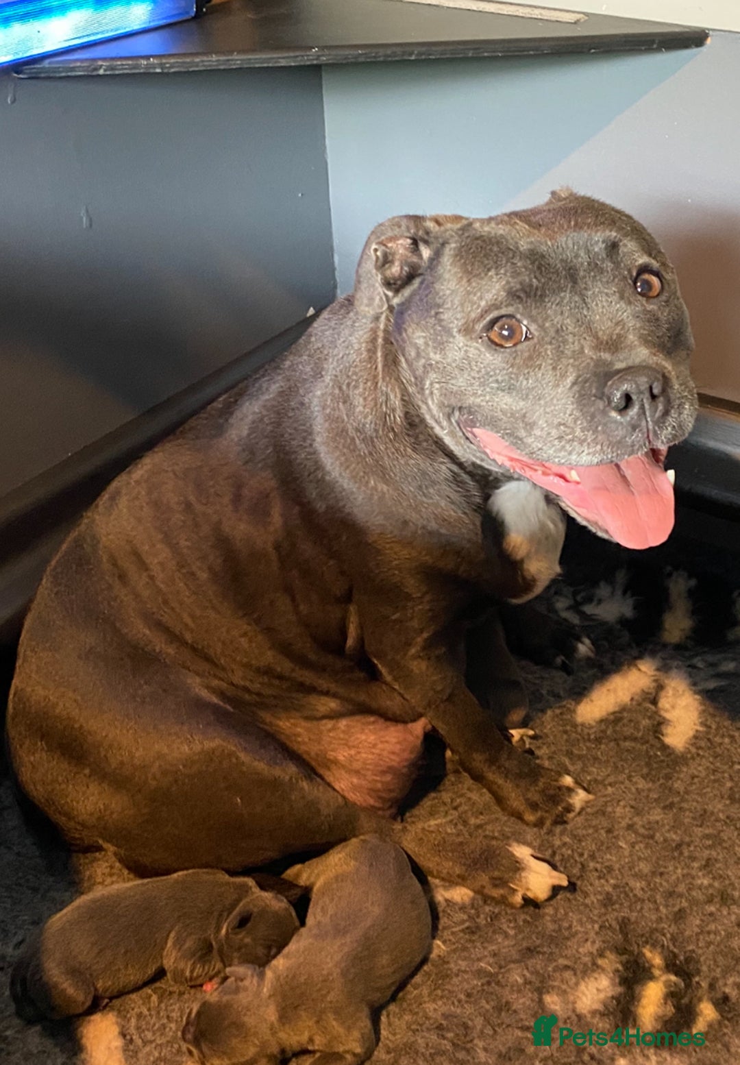 Staffordshire Bull Terrier dogs for sale: 🐾Reduced♥️World Famous Samtan Dozer & C in Swansea - Image 19