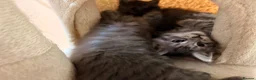 Maine Coon cats for sale: 2 Full Pedigree Maine Coon Kittens  - Advert 2