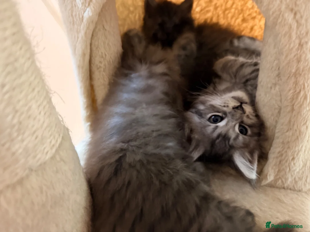 Maine Coon cats for sale: 2 Full Pedigree Maine Coon Kittens  - Advert 2