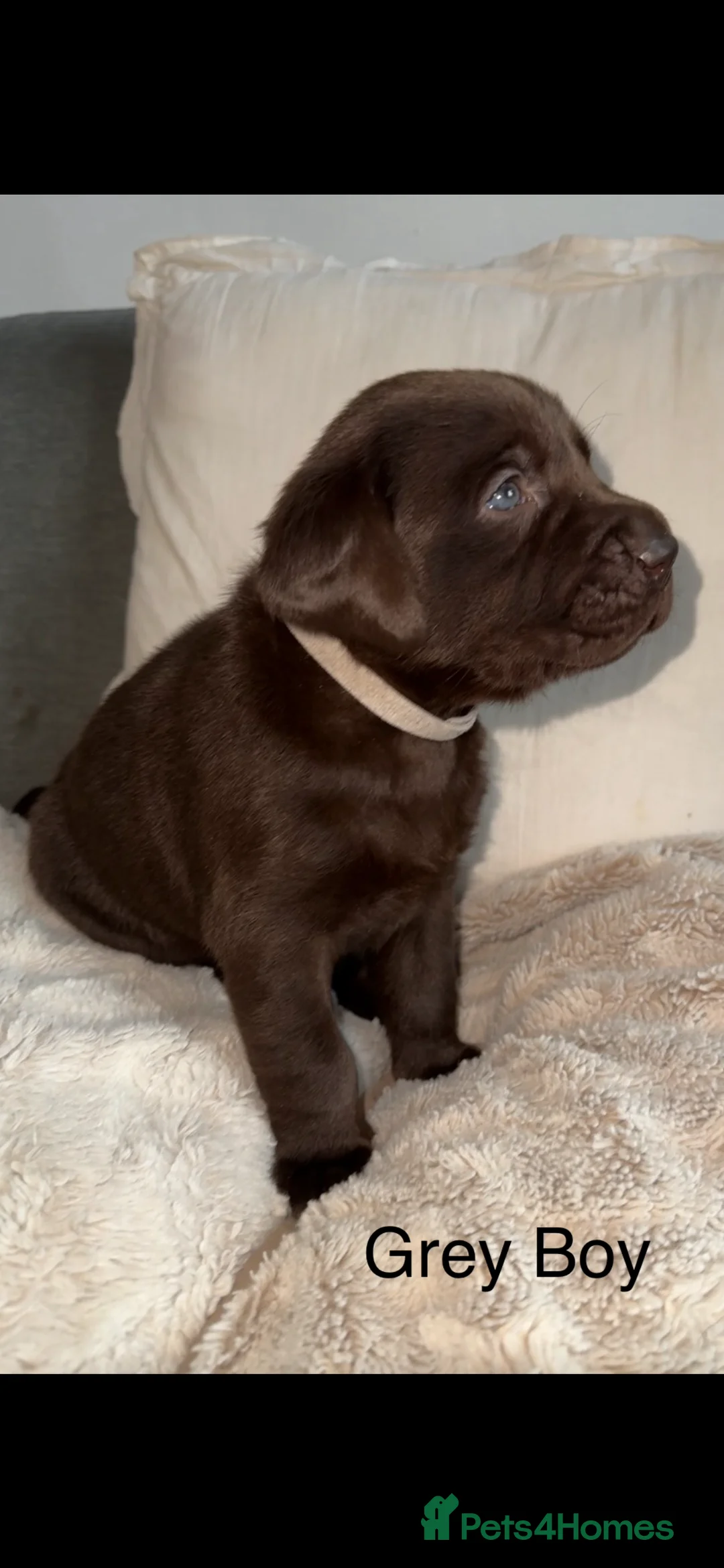 Labrador Retriever dogs for sale: Stunning chocolate Labrador puppies  - Advert 17