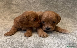 Cavapoo dogs for sale: Fully health tested Cavapoo pups🐶🎅 **   - Advert 14