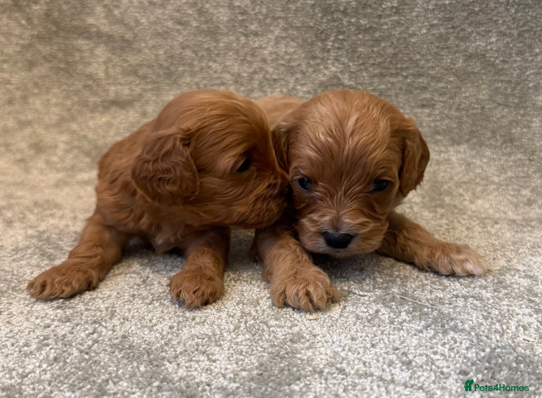 Cavapoo dogs for sale: Fully health tested Cavapoo pups🐶🎅 **   - Advert 14