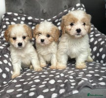 Mixed Breed dogs - Advert 6