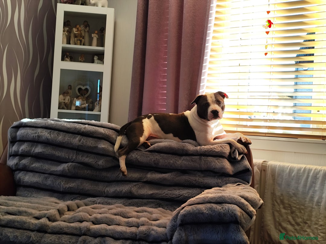 Staffordshire Bull Terrier dogs for sale: Staffordshire bull terrier puppies  - Advert 15