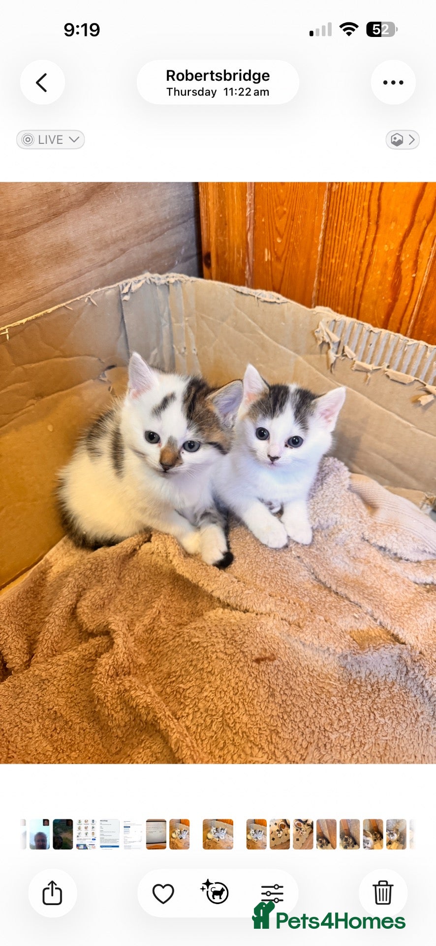 British Shorthair cats Beautiful kittens  - Advert 2