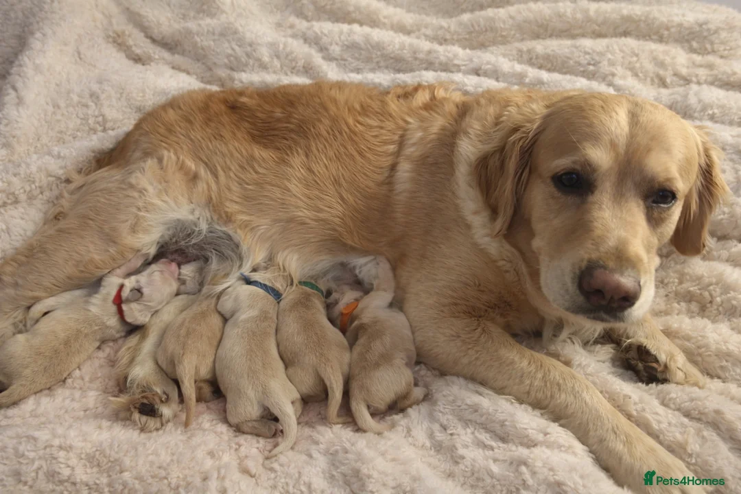 Golden Retriever dogs for sale: Golden retriever puppies in Ashton-under-Lyne - Advert 2