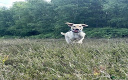 Mixed Breed dogs for adoption: Pettern - Norwich Norfolk  - Image 5