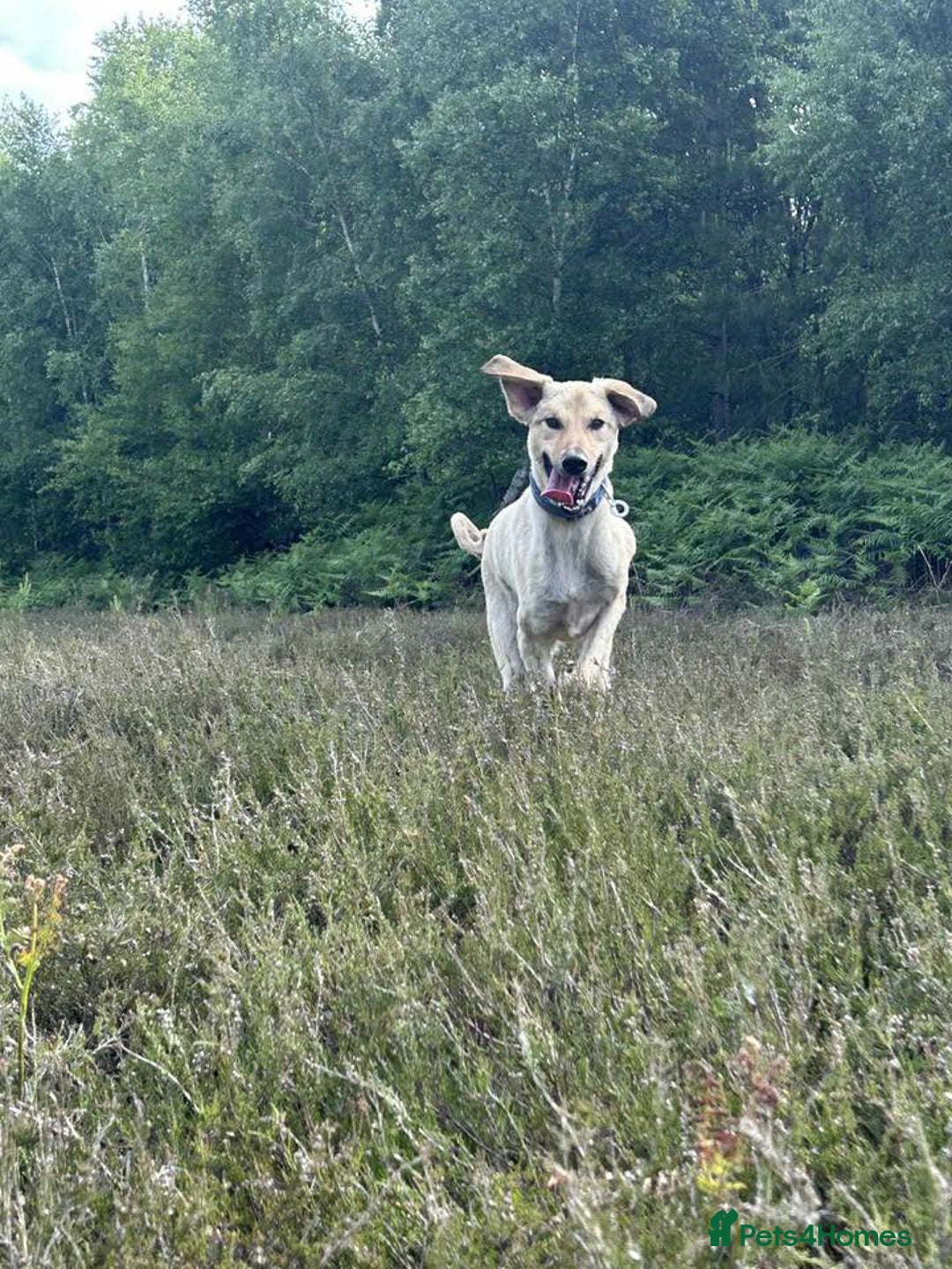 Mixed Breed dogs for adoption: Pettern - Norwich Norfolk  - Image 5