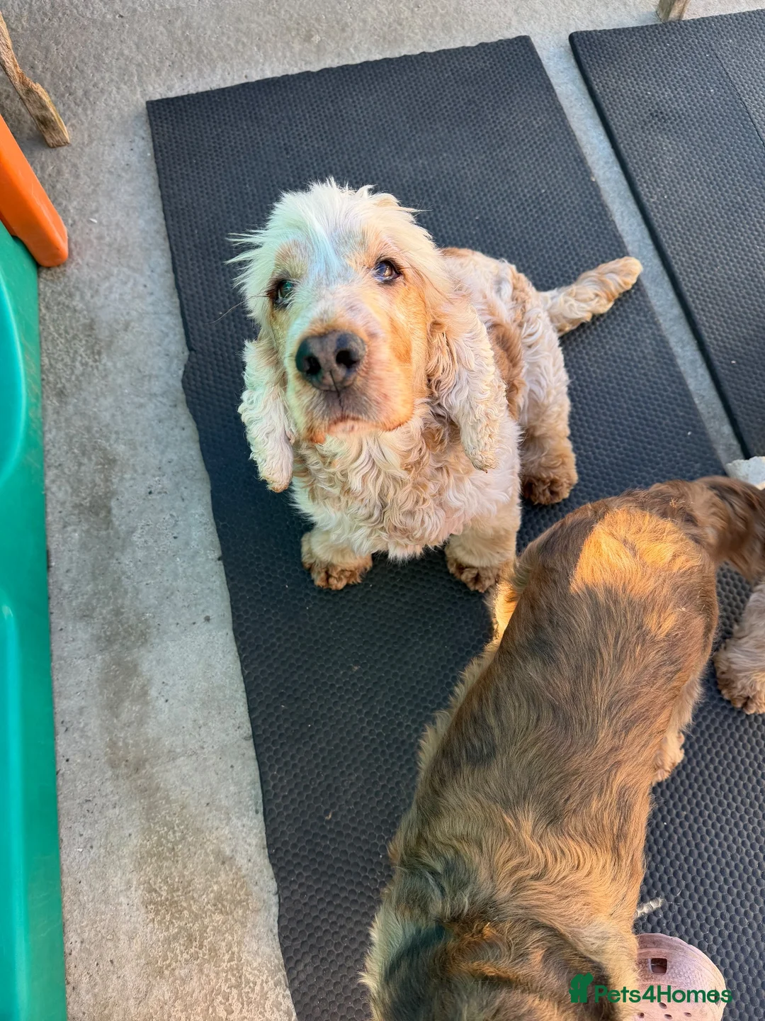 Cocker Spaniel dogs for sale: Adult looking for sofa home  - Advert 6