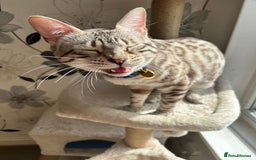 Bengal cats for sale: Ozzie - 1y Snow Bengal needs a single cat home - Image 4