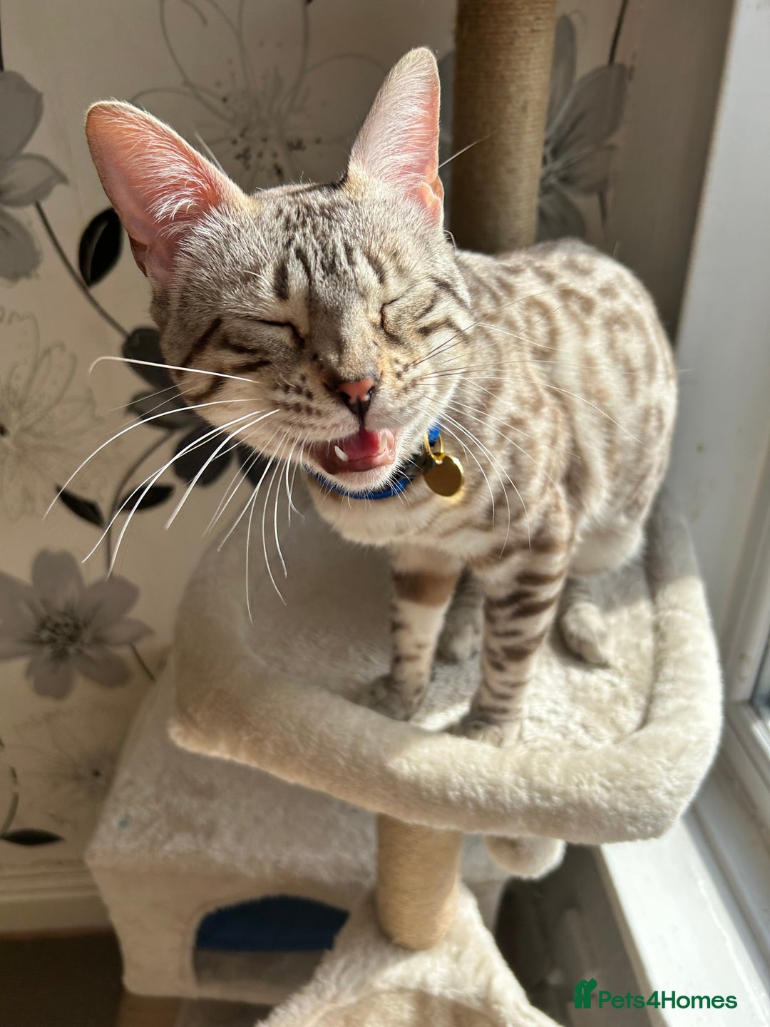 Bengal cats for sale: Ozzie - 1y Snow Bengal needs a single cat home - Image 4