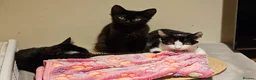Mixed Breed cats for adoption: Finn and Archie are looking for a home in Hook - Advert 4