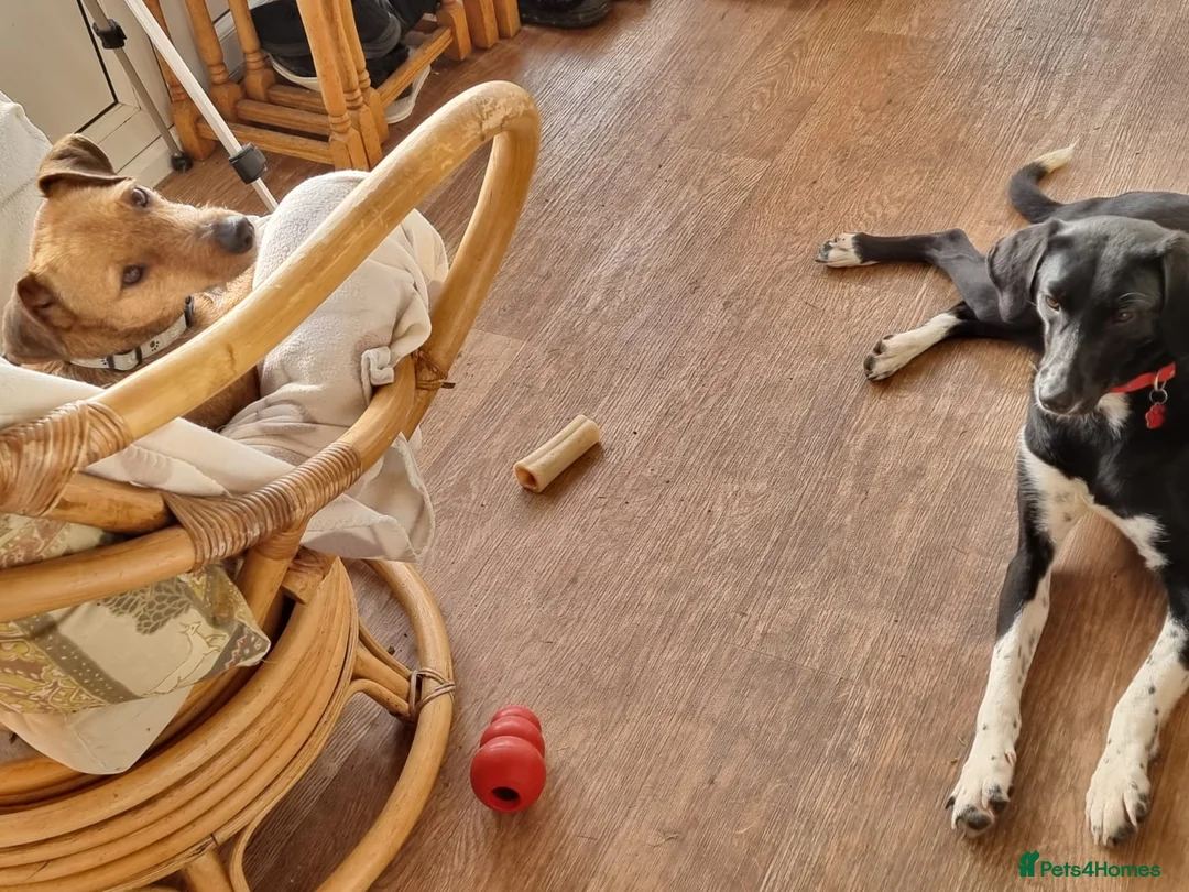 Mixed Breed dogs for adoption: NORA FOR ADOPTION IN CORNWALL/DEVON - Advert 11