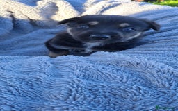 German Shepherd dogs for sale: German Shepherd poppers - Image 12