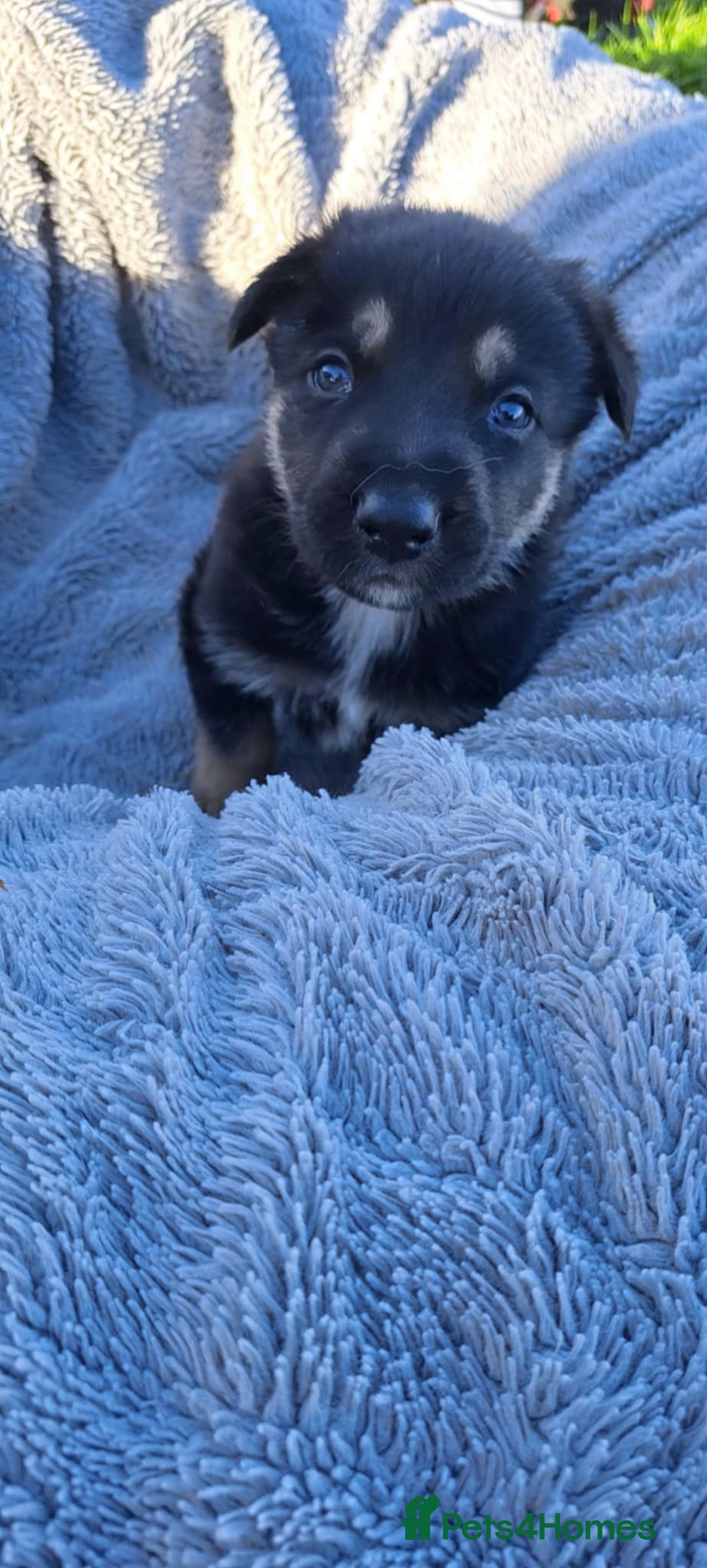 German Shepherd dogs for sale: German Shepherd poppers - Image 12