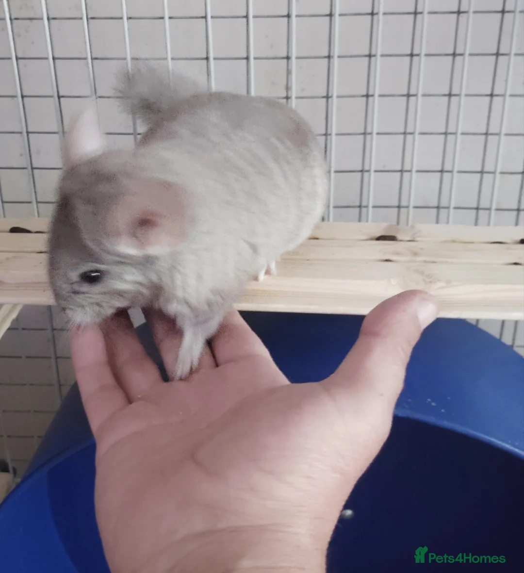Chinchilla rodents for sale:  Friendly Female Chinchilla Kit available  - Advert 5