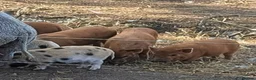 Pig livestock for sale: Julianna Micro 't-cup' piglets gilts - Advert 2
