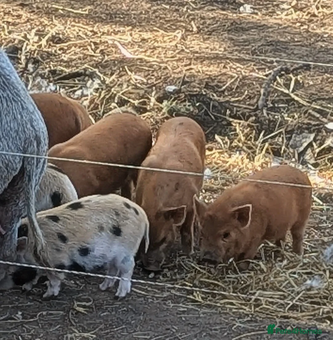 Pig livestock for sale: Julianna Micro 't-cup' piglets gilts - Advert 2