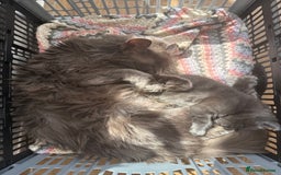 Domestic Shorthair cats for sale: Beautiful grey male kitten - Image 3