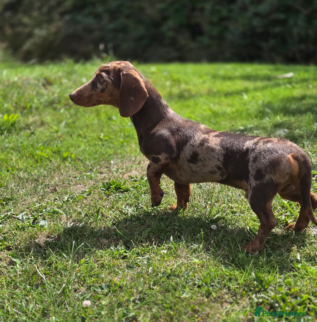 Miniature Dachshund dogs for stud: Choc & Tan Minature Dachshund STUD - Image 12