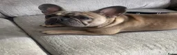 French Bulldog dogs for sale: Beautiful 1 year Old Female French Bulldog - Advert 4