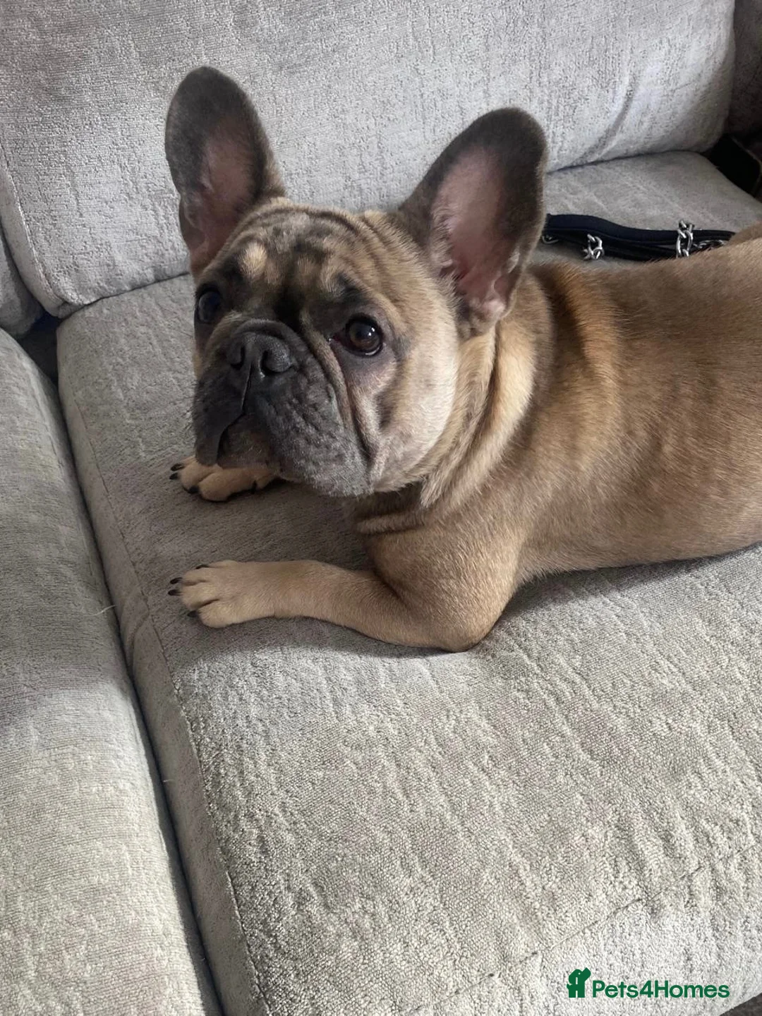 French Bulldog dogs for sale: Beautiful 1 year Old Female French Bulldog - Advert 4