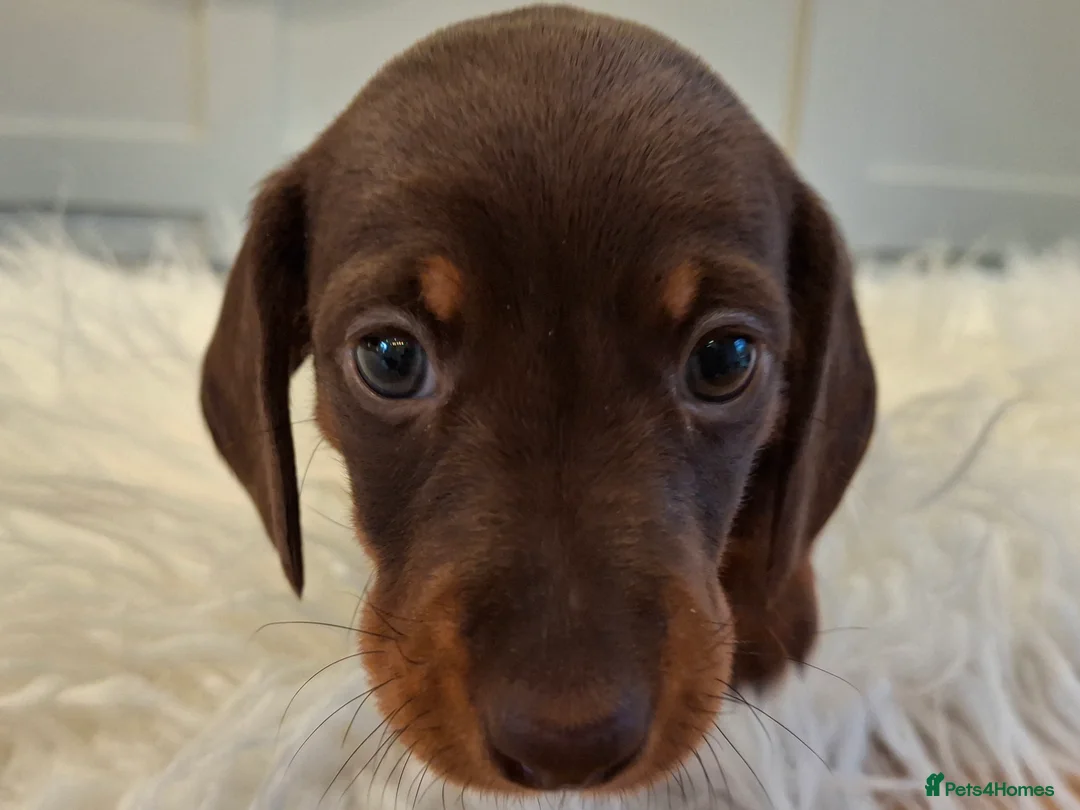 Miniature Dachshund dogs for sale: 🐾❤️ KC Reg Smooth Haired Miniature Dachschund  - Advert 19