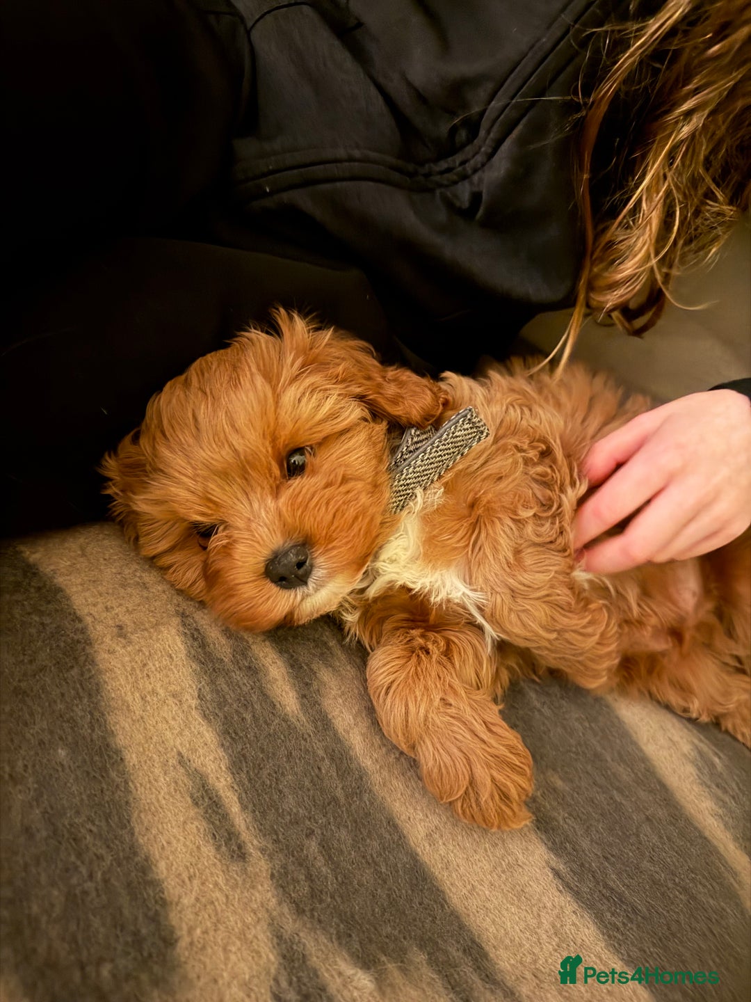 Cavapoo dogs for sale: F1 Cavapoo  - Advert 2