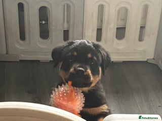 Rottweiler dogs **7 Champion bloodline Rottweiler puppies** - Advert 3