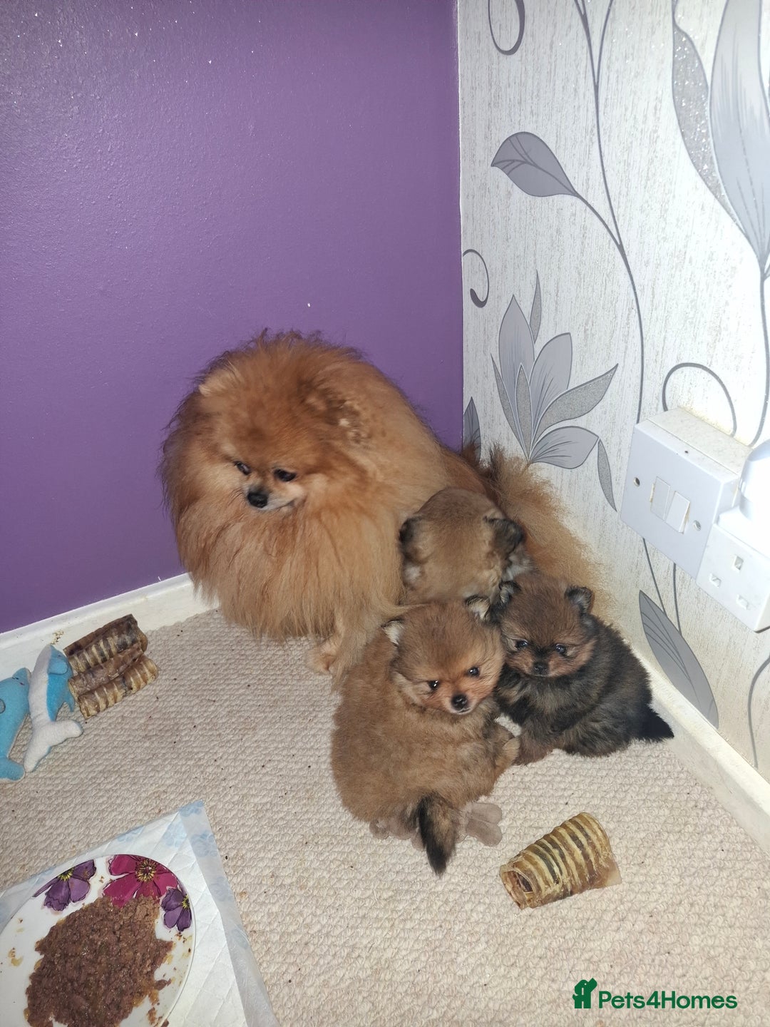 Pomeranian dogs for sale: Gorgeous puppy Pomeranian  - Advert 5