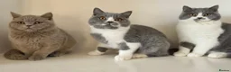 British Shorthair cats for sale: Adorable GCCF REG BSH - ready to leave - Advert 21