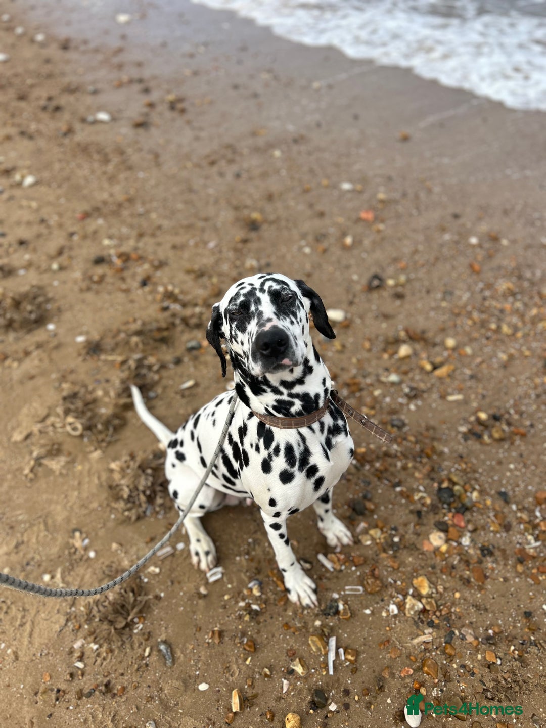Dalmatian dogs for sale: Beautiful boys, BAER tested full hearing  - Advert 1