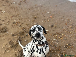 Dalmatian dogs Beautiful kc registered Dalmatians - Advert 3