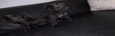 Dachshund 1