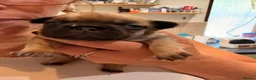 French Bulldog dogs for sale: Frenchie Pups for sale  - Advert 2