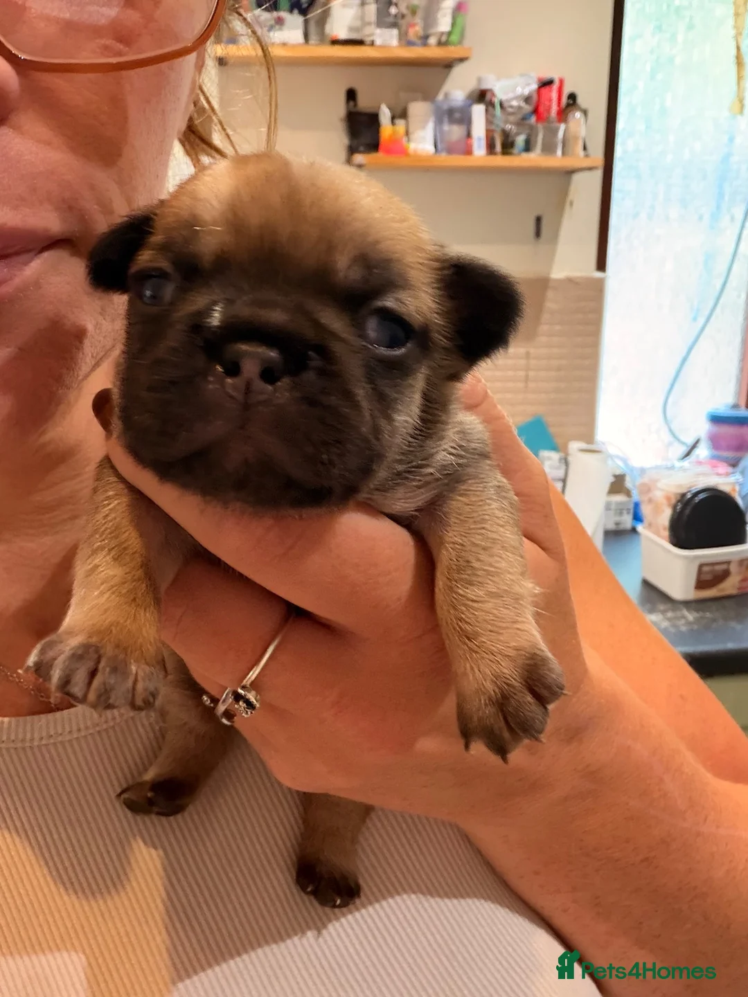 French Bulldog dogs for sale: Frenchie Pups for sale  - Advert 2