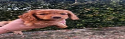 Cocker Spaniel dogs for sale: KC registered cockerspaniel puppies - Advert 17