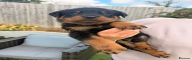 Rottweiler 3