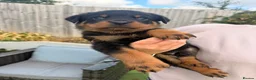 Rottweiler dogs for sale: Not tobe missed Beautiful strong healthy pups  - Advert 10
