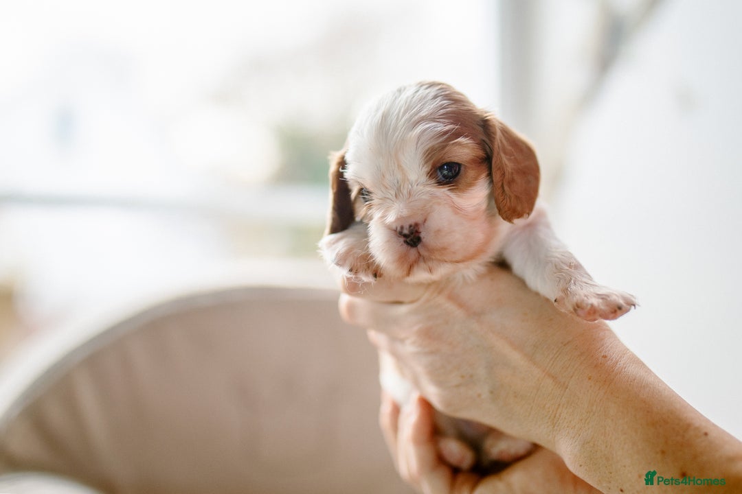 Cavalier King Charles Spaniel dogs for sale: Exquisite Lady KC reg Cavalier King Charles - Advert 23