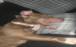 American Bully dogs for sale: Female pocket bully  - Image 4