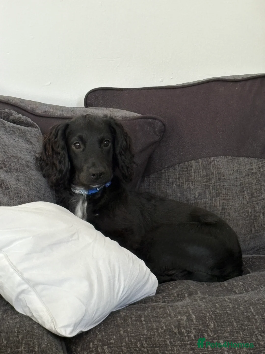 Cocker Spaniel dogs for sale: Cocker spaniel - Advert 6