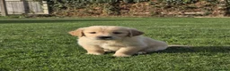 Golden Retriever dogs for sale: *Beautiful DNA clear kc reg Golden retriever pups* - Advert 4