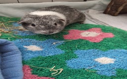 Guinea Pig rodents for sale: Two six month, bonded boar guinea pigs - Image 1